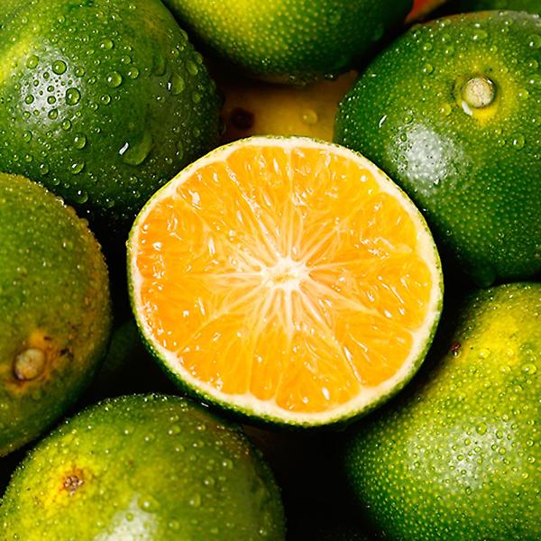  폴라라 과일 탄산음료 만다리노 베르데 청귤 275ml 병음료 24개